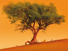 La Forêt des 29